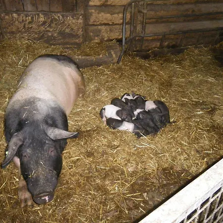 Eisenhut By Interhome