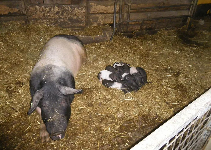 Eisenhut By Interhome