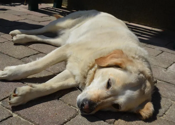 Eisenhut By Interhome דירה *